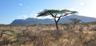 Auf Safari (Ganme Drive) durchthrough Samburu & Shaba Nationalpark in Kenya mit einem 4x4 Landrover auf Pirschfahrt beim Joy's Camp auf den Spuren von Joy & George Adamson