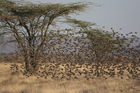 Vogelschwärme im Samburu & Shaba Nationalpark - ein Natur- und Vogelparadies. Samburu NAtionalpark Ngoro River: Bird-Lovers Paradies. Clouds of birds, 