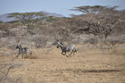 Safari-Adventure: Zebra-Sprint, Zebra-Spurt, Samburu NAtionalpark,  