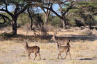 Antilopen in der Wildnis der Nationalpärke Shaba & Samburu im Norden Kenya's