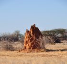 Im Shaba Nationalpark gibt es tausende von Termitenhügeln, manche doppelt so gross wie ein Mensch