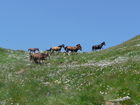 Georgiens mächtiger Vulkan Kasbek (5047 m) war Ende Juli 2011 die fünfte Station der 