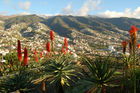 Portugal, Insel Madeira, Funchal, City, Panorama, Berge, Hügel, Blumen, Häuser, 

Portugal, Madeira, Island of Funchal, City, panorama view to mountains, hills, houses
flowers
