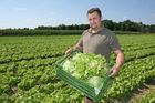 (C) fotodienst/Anna Rauchenberger - 7.8.08 - Ilz - Genuss Profi Grazer Krauthäuptel - Genuss Regionen Österreichs