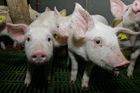 (C) Fotodienst/Anna Rauchenberger - Wien 11.09.2007 - GENUSS REGION ÖSTERREICH: Genuss Profi Tullnerfelder Schwein. FOTO: Schweine am Bauernhof der Familie Eichinger