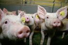 (C) Fotodienst/Anna Rauchenberger - Wien 11.09.2007 - GENUSS REGION ÖSTERREICH: Genuss Profi Tullnerfelder Schwein. FOTO: Schweine am Bauernhof der Familie Eichinger