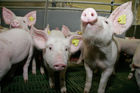 (C) Fotodienst/Anna Rauchenberger - Wien 11.09.2007 - GENUSS REGION ÖSTERREICH: Genuss Profi Tullnerfelder Schwein. FOTO: Schweine am Bauernhof der Familie Eichinger