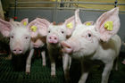 (C) Fotodienst/Anna Rauchenberger - Wien 11.09.2007 - GENUSS REGION ÖSTERREICH: Genuss Profi Tullnerfelder Schwein. FOTO: Schweine am Bauernhof der Familie Eichinger