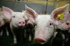 (C) Fotodienst/Anna Rauchenberger - Wien 11.09.2007 - GENUSS REGION ÖSTERREICH: Genuss Profi Tullnerfelder Schwein. FOTO: Schweine am Bauernhof der Familie Eichinger