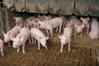 (C) Fotodienst/Anna Rauchenberger - Wien 11.09.2007 - GENUSS REGION ÖSTERREICH: Genuss Profi Tullnerfelder Schwein. FOTO: Schweine am Bauernhof der Familie Eichinger