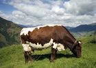 Genuss Region Österreich, Pinzgauer Rind
Foto: Mühlanger
