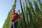 Hermann Bayer ist Geschäftsführer derHopfenbaugenossenschaft in Neufelden, die rund2/3 des Mühlviertler Hopfens weiterverarbeitetund vermarktet.                                                              
