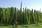 Hermann Bayer ist Geschäftsführer derHopfenbaugenossenschaft in Neufelden, die rund2/3 des Mühlviertler Hopfens weiterverarbeitetund vermarktet.                                                              