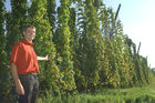 Hermann Bayer ist Geschäftsführer derHopfenbaugenossenschaft in Neufelden, die rund2/3 des Mühlviertler Hopfens weiterverarbeitetund vermarktet.                                                              