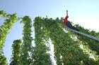 Hermann Bayer ist Geschäftsführer derHopfenbaugenossenschaft in Neufelden, die rund2/3 des Mühlviertler Hopfens weiterverarbeitetund vermarktet.                                                              
