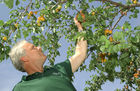 Karl Schwaighofer und seineFamilie sind Obstbauern in der Wachau.                               