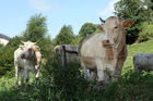 (C) fotodienst/Anna Rauchenberger - 7.8.08 - Kärnten - Genuss Profi Kärntner Blondvieh - Genuss Regionen Österreichs