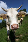 (C) fotodienst/Anna Rauchenberger - 7.8.08 - Kärnten - Genuss Profi Kärntner Blondvieh - Genuss Regionen Österreichs