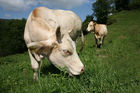 (C) fotodienst/Anna Rauchenberger - 7.8.08 - Kärnten - Genuss Profi Kärntner Blondvieh - Genuss Regionen Österreichs