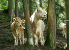 (C) fotodienst/Anna Rauchenberger - 7.8.08 - Kärnten - Genuss Profi Kärntner Blondvieh - Genuss Regionen Österreichs