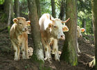 (C) fotodienst/Anna Rauchenberger - 7.8.08 - Kärnten - Genuss Profi Kärntner Blondvieh - Genuss Regionen Österreichs