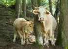 (C) fotodienst/Anna Rauchenberger - 7.8.08 - Kärnten - Genuss Profi Kärntner Blondvieh - Genuss Regionen Österreichs