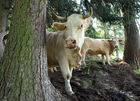 (C) fotodienst/Anna Rauchenberger - 7.8.08 - Kärnten - Genuss Profi Kärntner Blondvieh - Genuss Regionen Österreichs