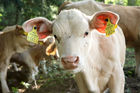 (C) fotodienst/Anna Rauchenberger - 7.8.08 - Kärnten - Genuss Profi Kärntner Blondvieh - Genuss Regionen Österreichs