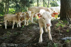 (C) fotodienst/Anna Rauchenberger - 7.8.08 - Kärnten - Genuss Profi Kärntner Blondvieh - Genuss Regionen Österreichs