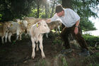 (C) fotodienst/Anna Rauchenberger - 7.8.08 - Kärnten - Genuss Profi Kärntner Blondvieh - Genuss Regionen Österreichs