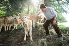 (C) fotodienst/Anna Rauchenberger - 7.8.08 - Kärnten - Genuss Profi Kärntner Blondvieh - Genuss Regionen Österreichs