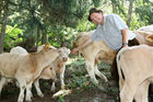 (C) fotodienst/Anna Rauchenberger - 7.8.08 - Kärnten - Genuss Profi Kärntner Blondvieh - Genuss Regionen Österreichs