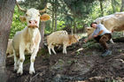 (C) fotodienst/Anna Rauchenberger - 7.8.08 - Kärnten - Genuss Profi Kärntner Blondvieh - Genuss Regionen Österreichs