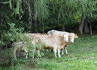 (C) fotodienst/Anna Rauchenberger - 7.8.08 - Kärnten - Genuss Profi Kärntner Blondvieh - Genuss Regionen Österreichs