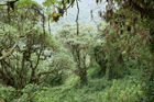 Die sagenumwobenen Mondberge im Westen Ugandas sind ein attraktives und abwechslungsreiches Wander- und Naturparadies, weitab von Tourismusströmen und Verkehr. Hier, an der Grenze zum Kongo, kann man eine Pflanzen- und Tierwelt bestaunen, die in dieser Vielfalt wohl einzigartig für den ganzen Kontinent ist, auch aufgrund des besonders feuchten und milden Klimas, das sich über mehrere Vegetationszonen von 1000 bis weit über 4000 Meter erstreckt.