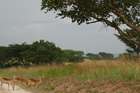 Die Tierwelt in den Nationalparks von Uganda ist vielfältig, auch wenn größere Herden wie in anderen Teilen Afrikas fehlen. In den vergangenen 15 Jahren hat sich das ostafrikanische Land äußerst bemüht, seinen Tierreichtum abzusichern. In diesem Album finden sich die einzigartigen Berggorillas von Bwindi, Elefanten, Nilpferde, Antilopen, Paviane, Chamäleons uvm.