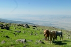Wiedersehen nach 17 Jahren - pressetext-Tour durchs Land der Arche Noah mit Berg Ararat in der Osttürkei. Im Bild: Unverzichtbare Lasttiere für den Gipfelanstieg.