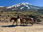 Wiedersehen nach 17 Jahren - pressetext-Tour durchs Land der Arche Noah mit Berg Ararat in der Osttürkei. Im Bild: Unverzichtbare Lasttiere für den Gipfelanstieg.