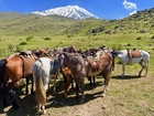 Wiedersehen nach 17 Jahren - pressetext-Tour durchs Land der Arche Noah mit Berg Ararat in der Osttürkei. Im Bild: Unverzichtbare Lasttiere für den Gipfelanstieg.