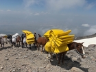 Wiedersehen nach 17 Jahren - pressetext-Tour durchs Land der Arche Noah mit Berg Ararat in der Osttürkei. Im Bild: Unverzichtbare Lasttiere für den Gipfelanstieg.