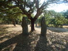 © Fotodienst / Wilfried Seywald. Sardinien ist reich an Bodenschätzen, Kultur- und Naturschätzen. Erst in den letzten Jahrzehnten haben Archäologen die antiken Kulturen der sardischen Völkerschaften ausgegraben, so etwa die Ozieri-Kultur aus der Jungsteinzeit (3.300-2.700 v.Chr.) mit faszinierenden Kultstätten, Felsengräbern und Menhiren, oder auch die Nuraghen-Kultur (1.800-500 v.Chr.), eine hochstehende Zivilisation, die während der Bronzezeit durch den immensen Erzreichtum Sardiniens zu Macht und Wohlstand kam und dies in riesigen Befestigungsanlagen aus Stein und Felsen zum Ausdruck brachte. Foto: Menhire im Archäologiepark Pranu Muttedu.