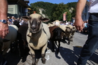 Eidgenössisches Schwing- und Älplerfest, Swiss Wrestling