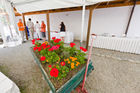 (c) fotodienst / Johannes Brunnbauer | BauProfi Quester Spargelfest 2010 beim  Spargelbauer Blatt-Niedermayer
Im Bild v.l.n.r.: